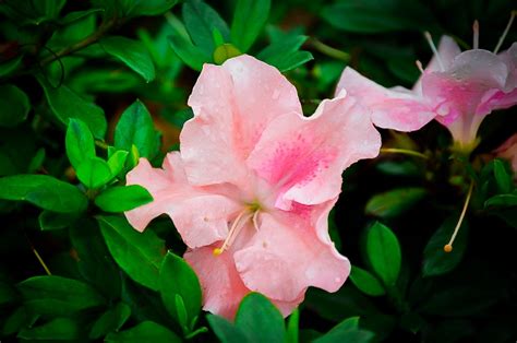 Blush Azalea: