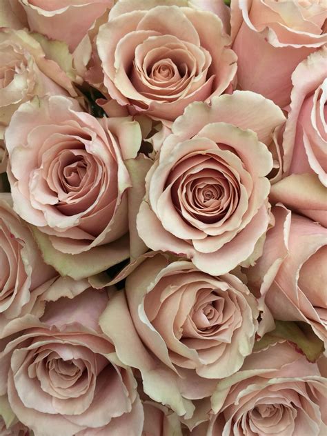 Blush and Rose Tones: