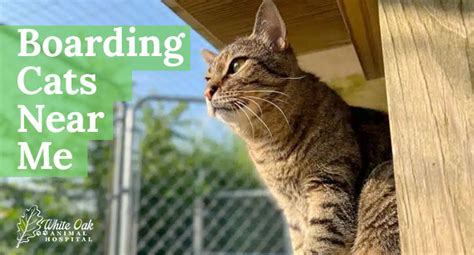 Boarding Cats Near Me: The Ultimate 10,000+ Word Guide