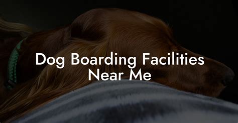 Boarding Dogs Near Me: A Comprehensive Guide