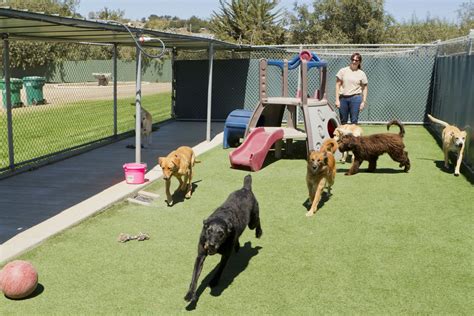 Boarding Prices for Dogs: Unlocking the Best Care for Your Furry Friend