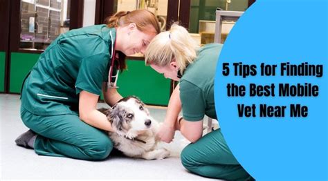 Boarding Vet Near Me: Find the Best Option for Your Pet