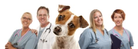 Boarding Vets Near Me: Your Complete Guide to Finding the Best Care for Your Furry Friend