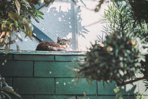 Boarding a Cat Near Me: The Ultimate Guide to Finding the Perfect Cat Hotel