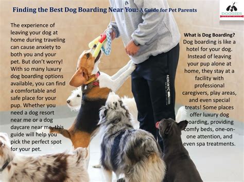 Boarding for Dogs Near Me: The Ultimate Guide to Finding the Best Care for Your Furry Friend