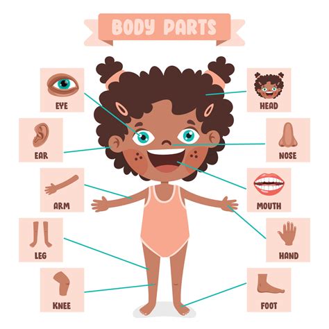 Body: