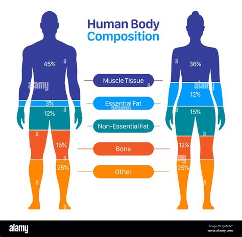 Body Comp Chart