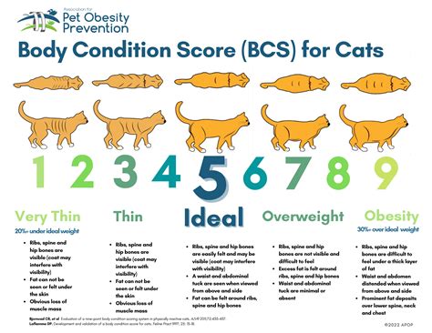 Body Condition Score Cat: A Comprehensive Guide