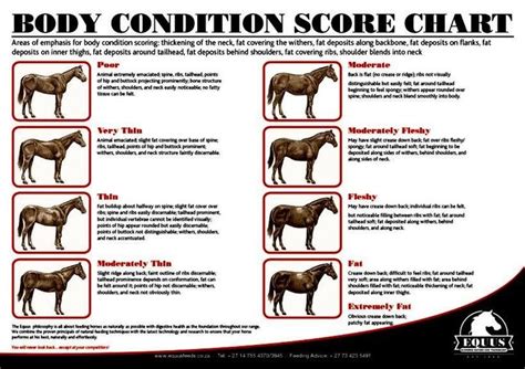 Body Condition Score Chart