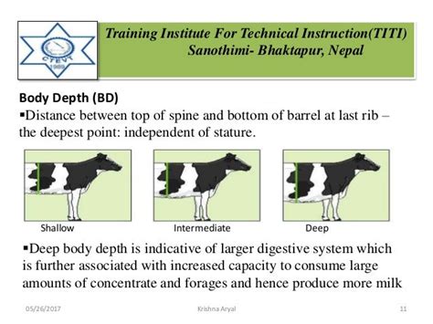 Body Conformation: