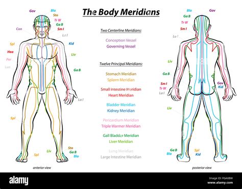 Body Meridians Chart