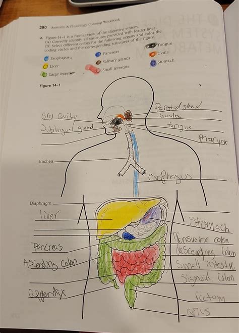 Body Metabolism Coloring Workbook Answer Key Doc