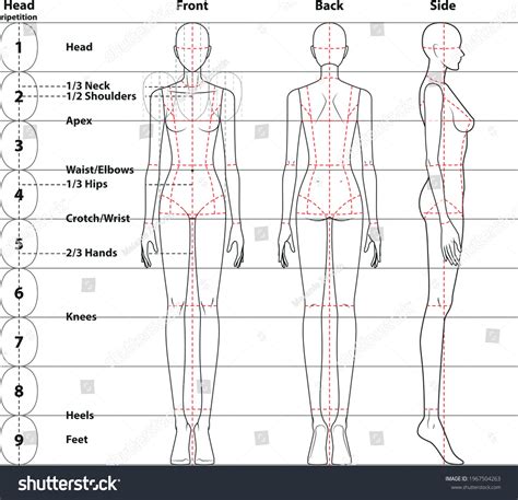 Body Proportion Chart