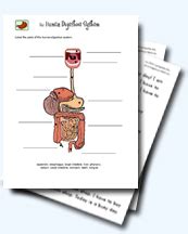 Bogglesworldesl Answers Human Digestive System Epub