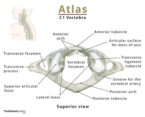 Bone's Atlas of Kindle Editon