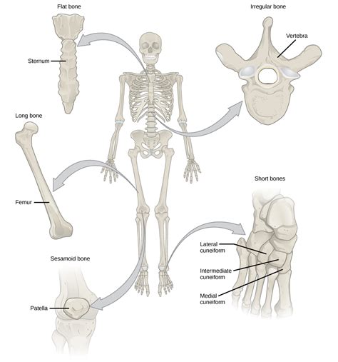 Bone 19 Epub