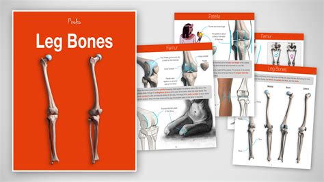 Bone Ebook PDF