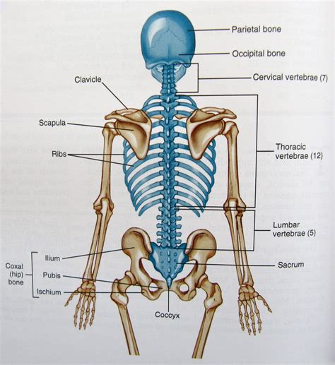 Bones BONES Reader