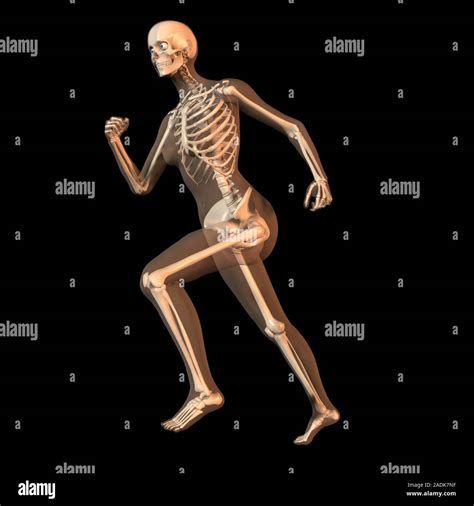 Bones of the Beast: The Structural Framework