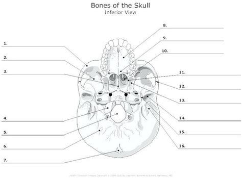 Bones of the Skull Labeling Worksheet PHYSIO pdf Doc