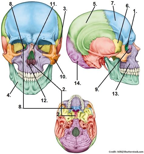 Bones of the Skull Quiz: Test Your Cranial Knowledge!