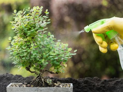 Bonsai Fertilizer Liquid: Your Guide to Lush Greenery in a Miniature World