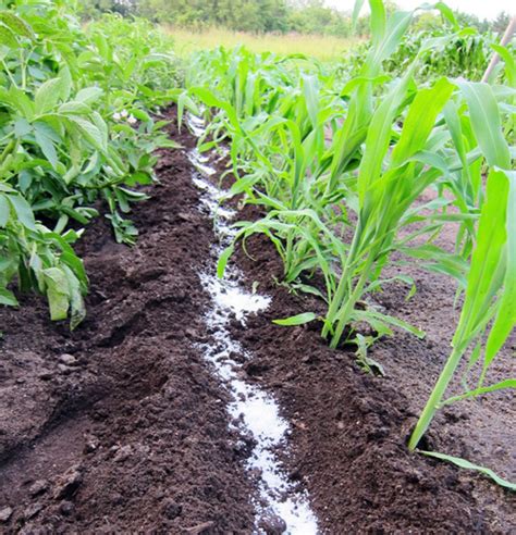 Boost Your Crops with Precision: Side Dressing Fertilizer 101