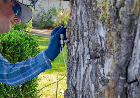 Boost Your Greenery: 101 on Tree & Shrub Fertilizer