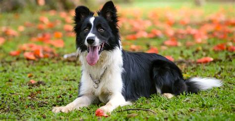 Border Collie: A Breed for All Seasons