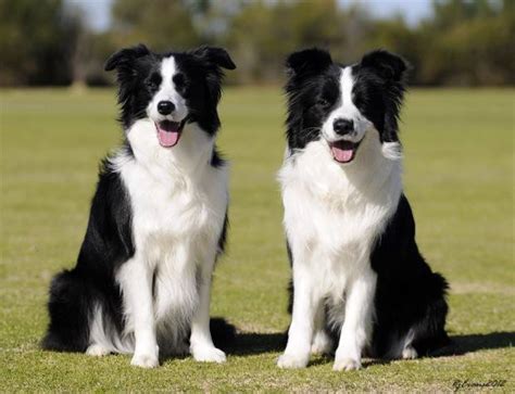 Border Collie: Preço e Tudo o Que Você Precisa Saber