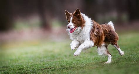 Border Collie Preço: O Que Você Precisa Saber