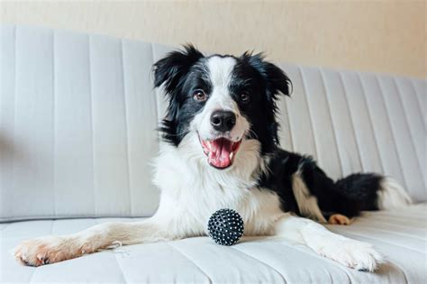 Border Collie Price: A Comprehensive Guide to Understanding the Costs