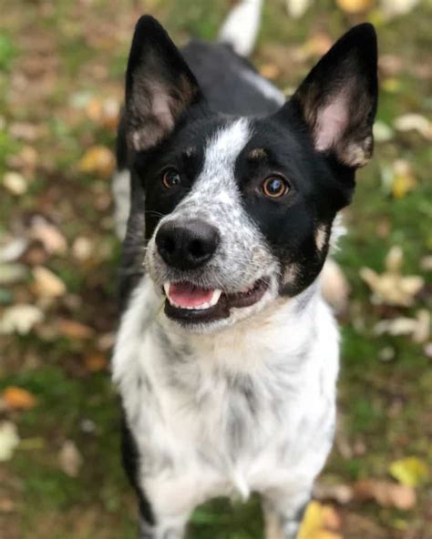 Border Collie mix