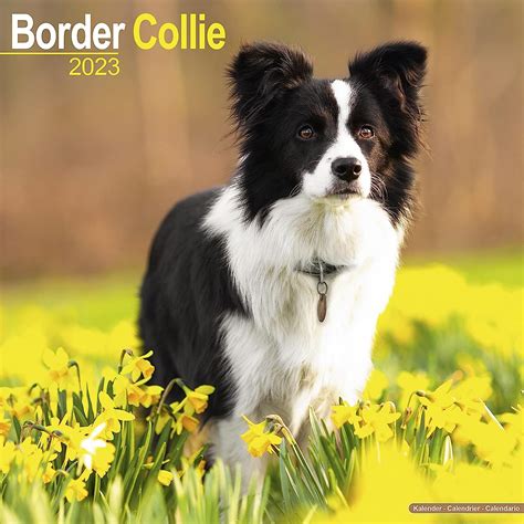 Border Collies Calendar Breed Calendars Epub