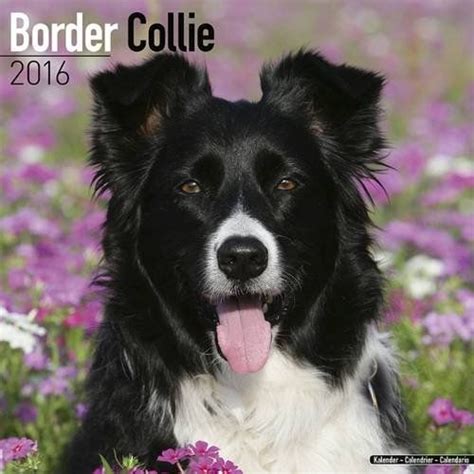 Border Collies Pocket Monthly Planner 2016 16 Month Calendar Doc