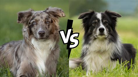 Border Collies vs. Australian Shepherds: The Ultimate Guide to Two Beloved Herding Breeds