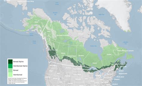 Boreal 貓糧的獨特魅力