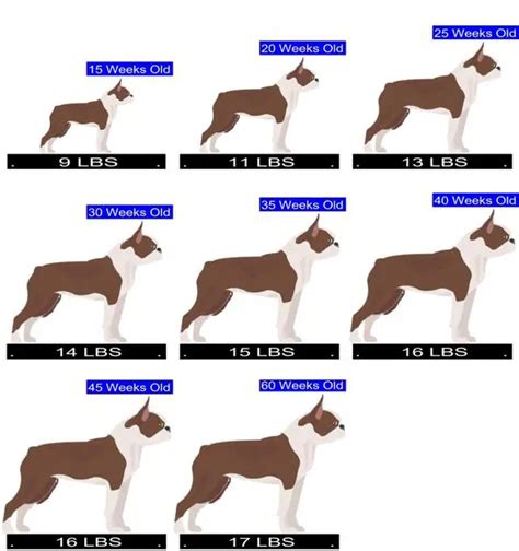 Boston Terrier Growth Chart