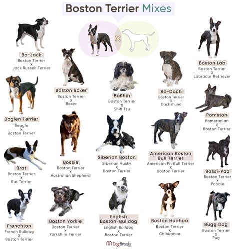 Boston Terrier Mixes: A Genetic Tapestry