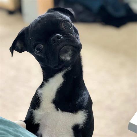 Boston Terrier Pug Mix (Bugg):