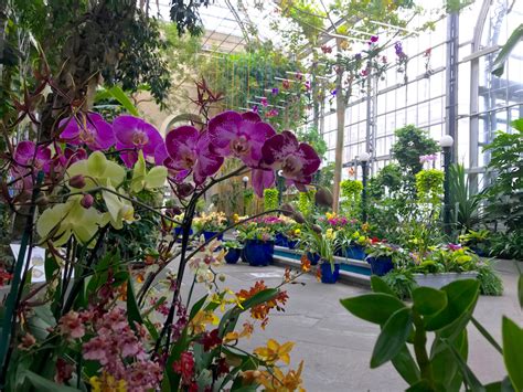 Botanic Garden Orchid Garden: A Serene Oasis for Orchid Enthusiasts