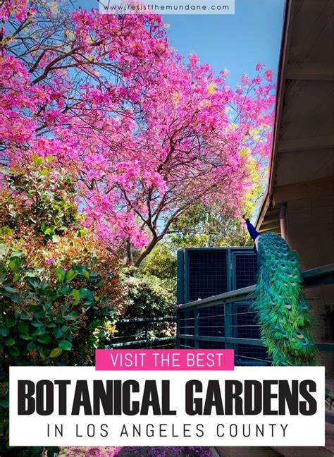 Botanical Gardens of Los Angeles: A Guide to 6 of the Best