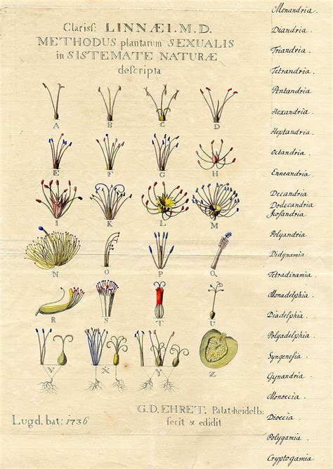 Botanical Origin and Taxonomy