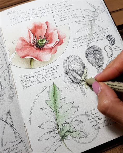 Botanical Sketchbook PDF