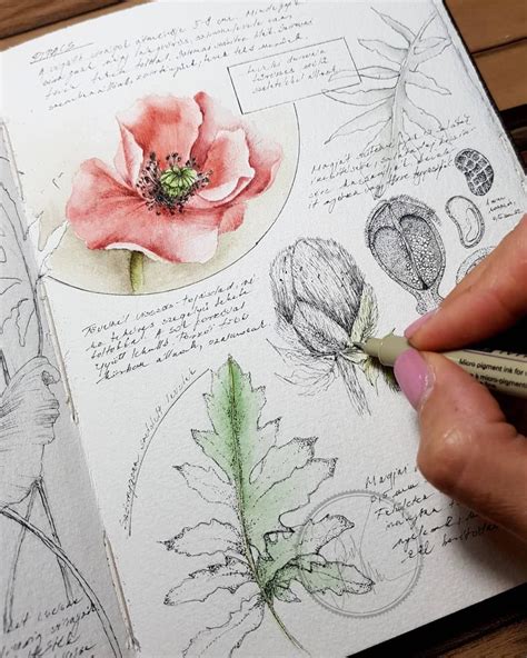 Botanical Sketchbook