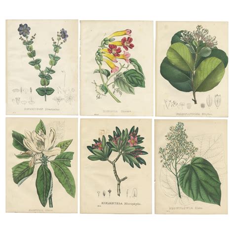 Botanical prints: