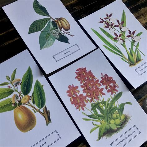 Botanicals 100 Postcards from the Archives of the New York Botanical Garden Reader