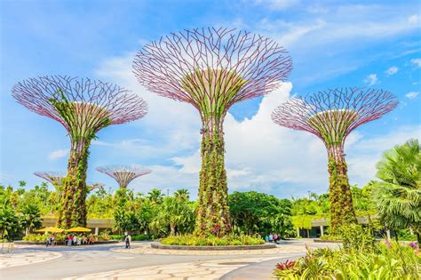 Botanischer Garten Singapur: Die ultimative Oase für Pflanzenliebhaber