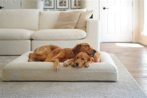 Boucle dog bed for Golden Retrievers