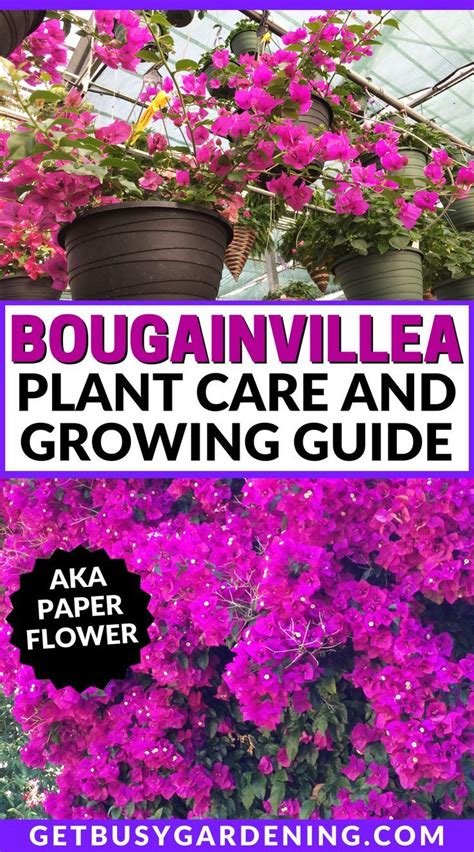 Bougainvillea: A Comprehensive Guide to Cultivation and Care